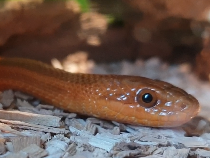 Elaphe dione "Vladivotstok"