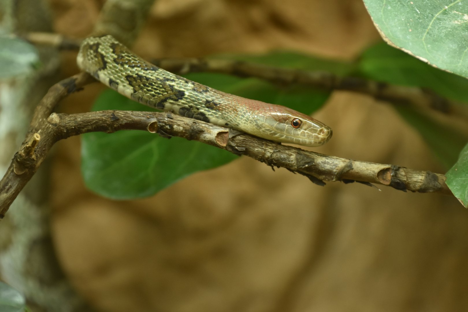 Elaphe moellendorffi