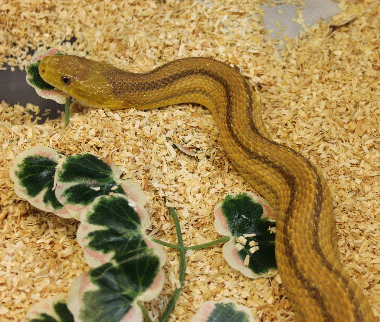 Elaphe obsoleta quadrivittata