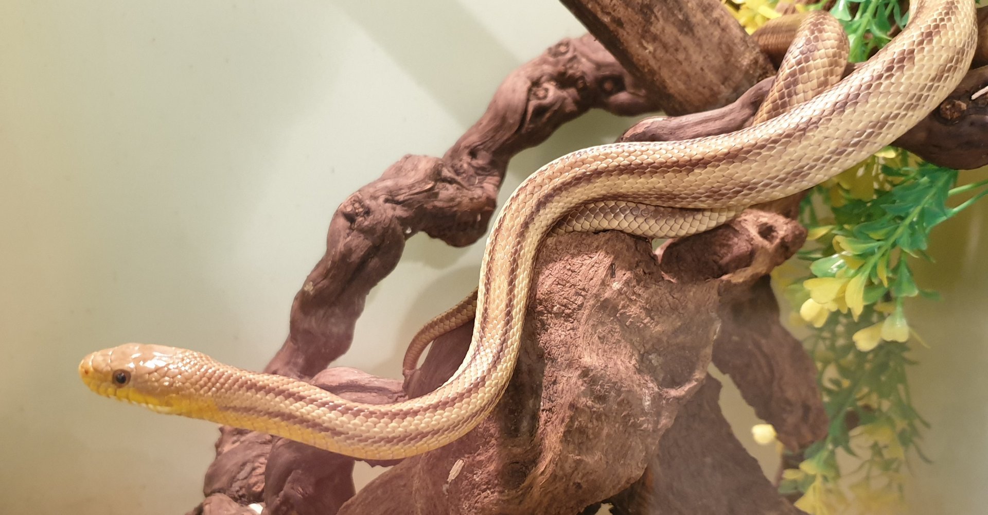 Elaphe obsoleta quadrivittata