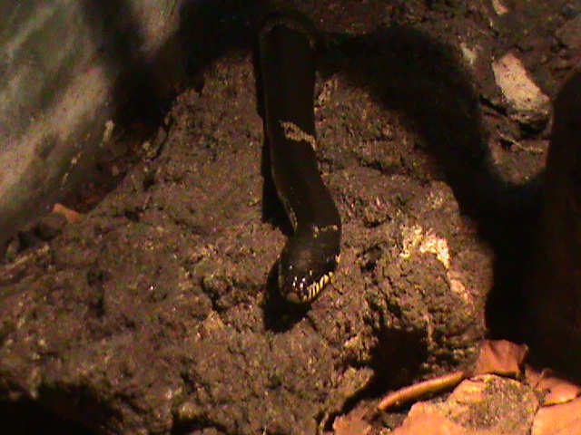 elaphe schrencki 160911