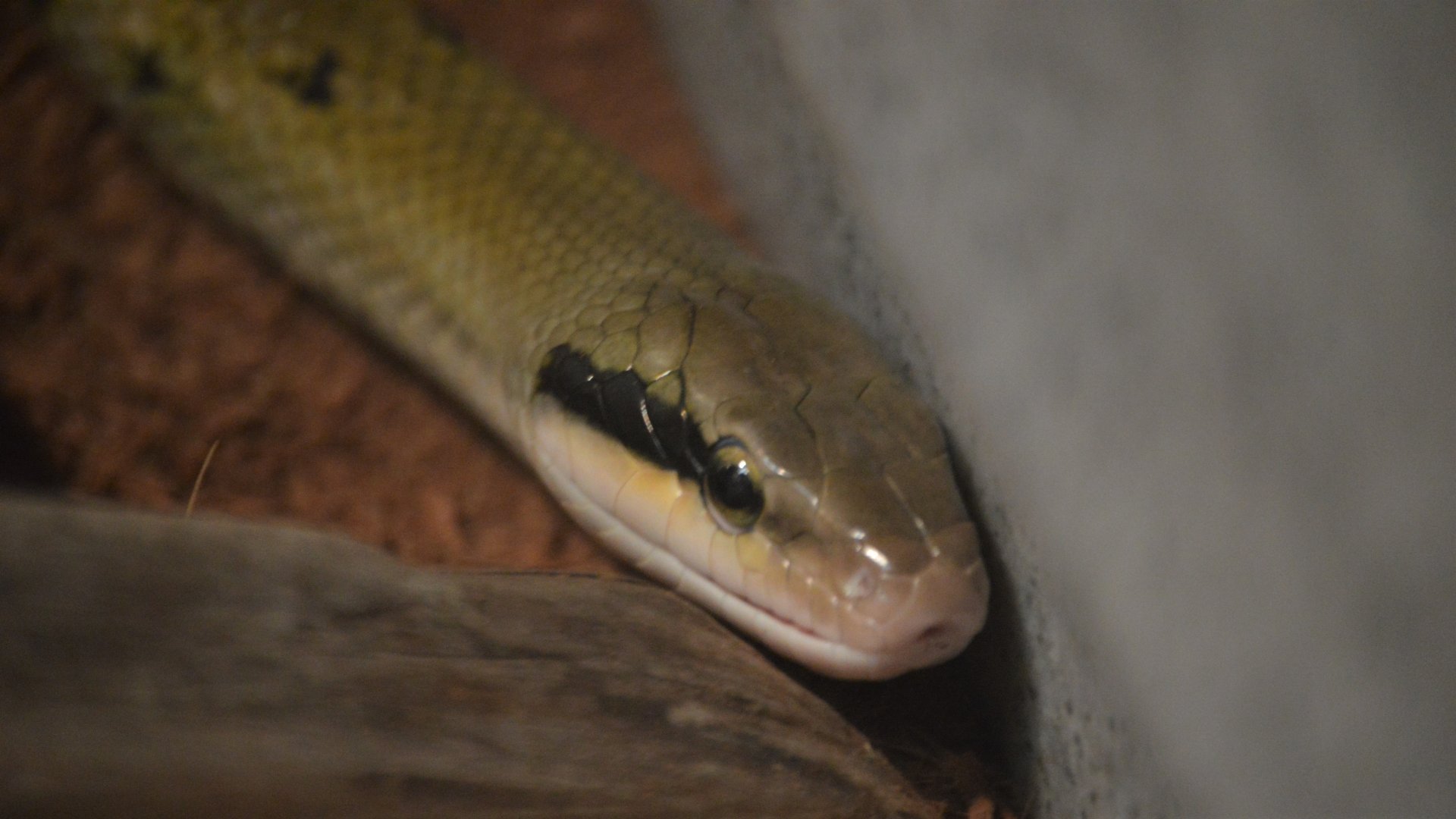 Elaphe taeniura friesi