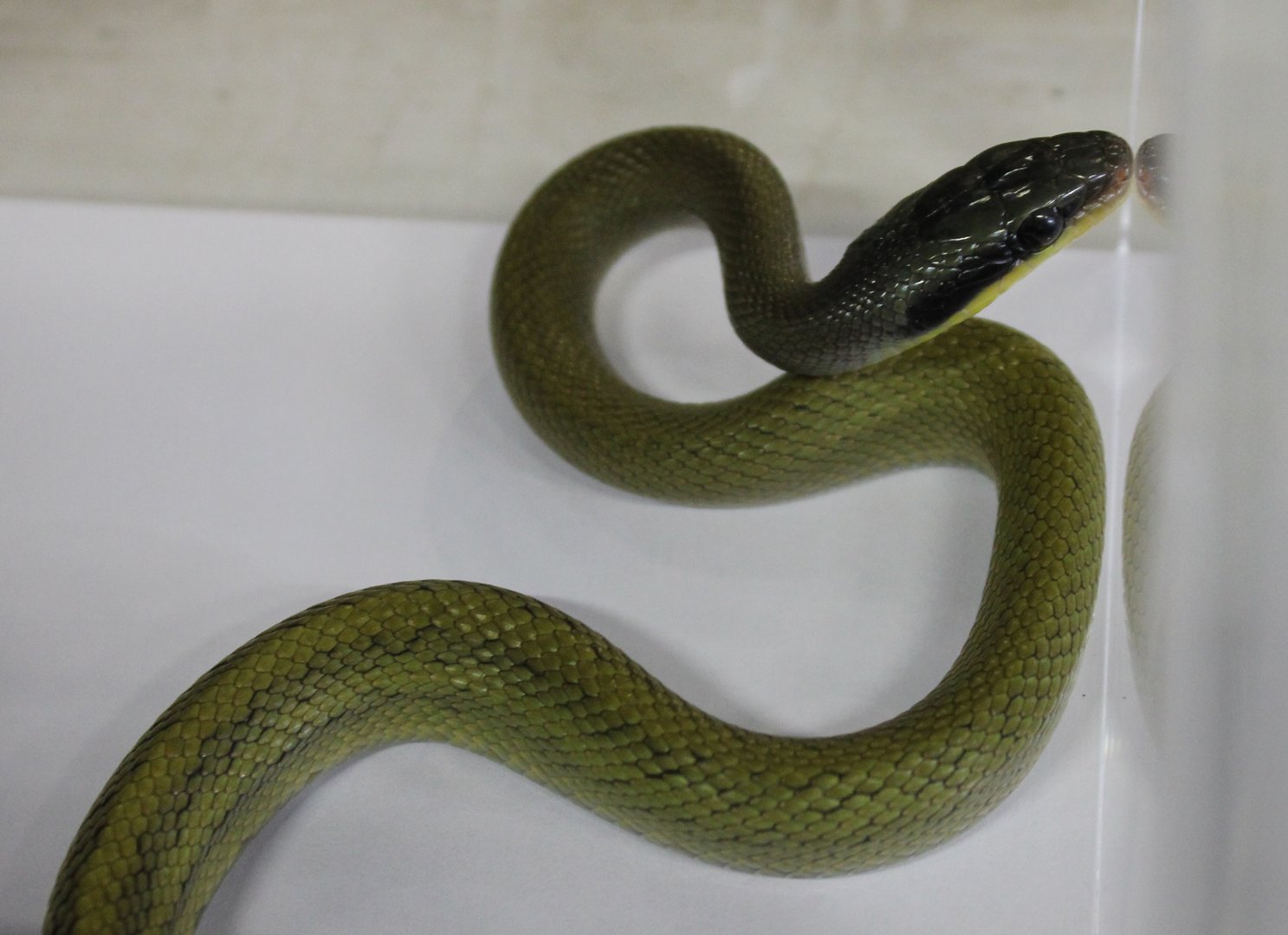 Elaphe taeniura grabowskyi