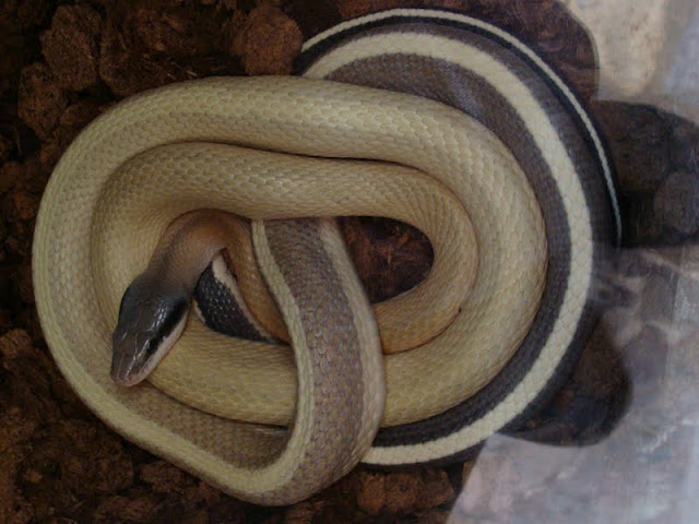 Elaphe taeniura ridleyi