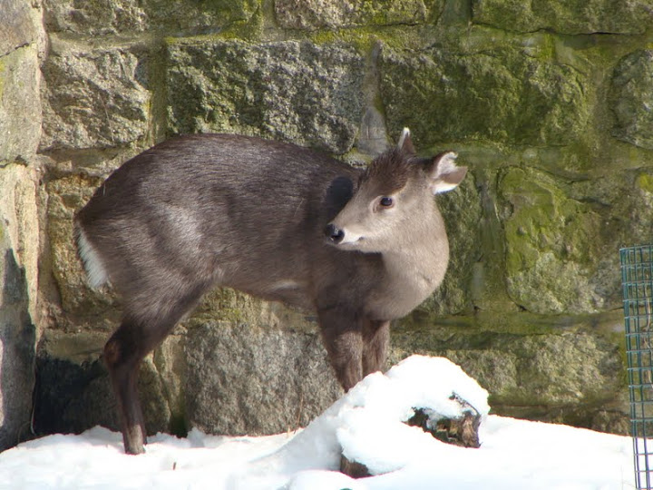 Elaphodus cephalophus - Female