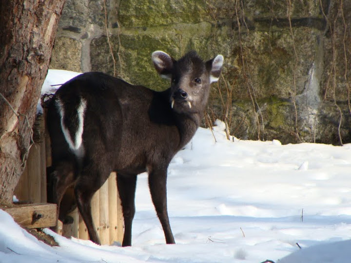 Elaphodus cephalophus - male