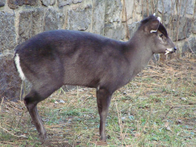 Elaphodus cephalophus