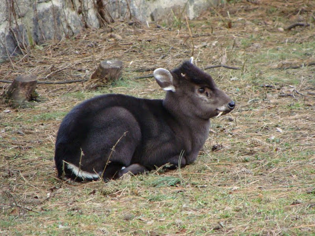 Elaphodus cephalophus