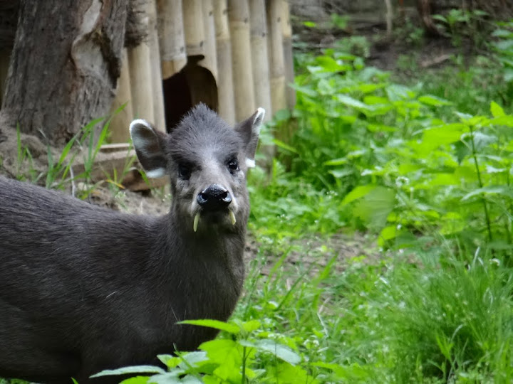 Elaphodus cephalophus