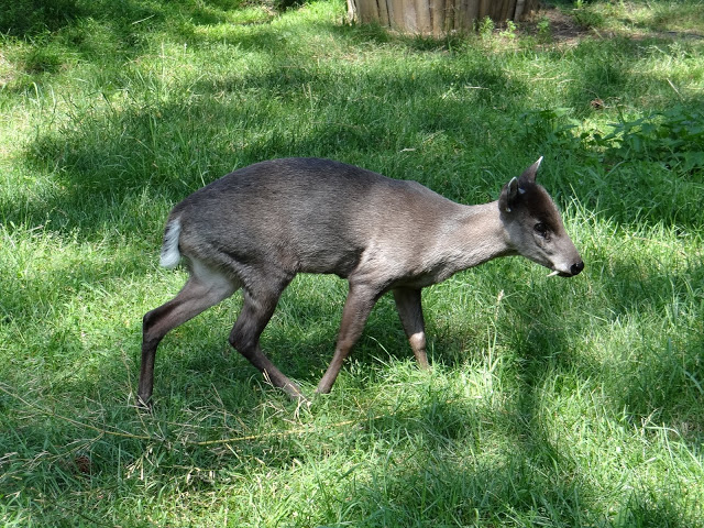 Elaphodus cephalophus