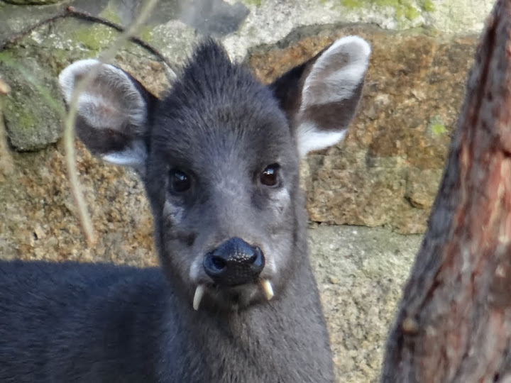 Elaphodus cephalophus