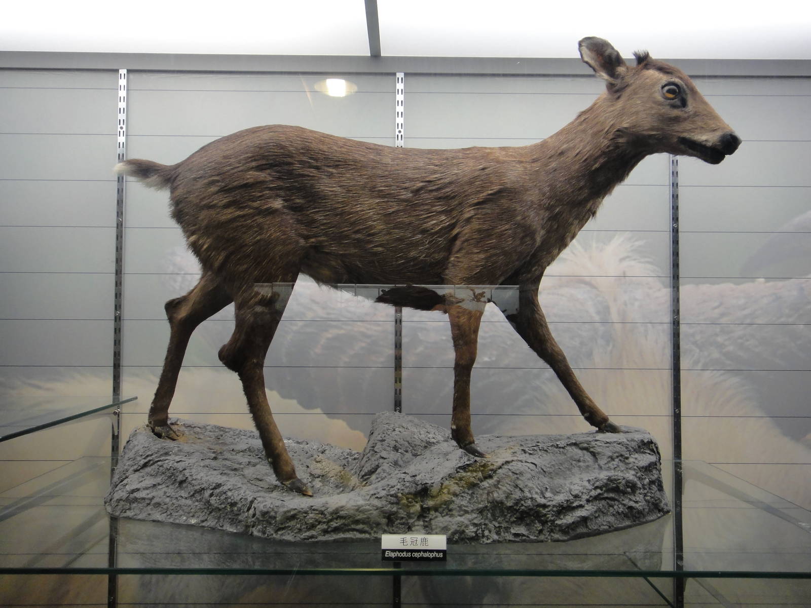 Elaphodus cephalophus