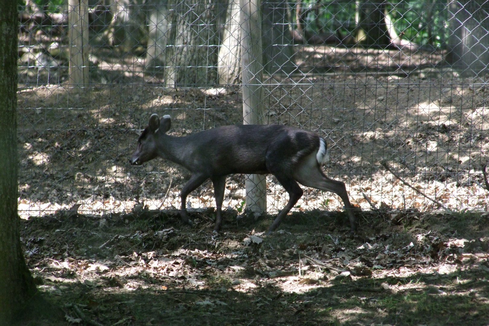 Elaphodus cephalophus