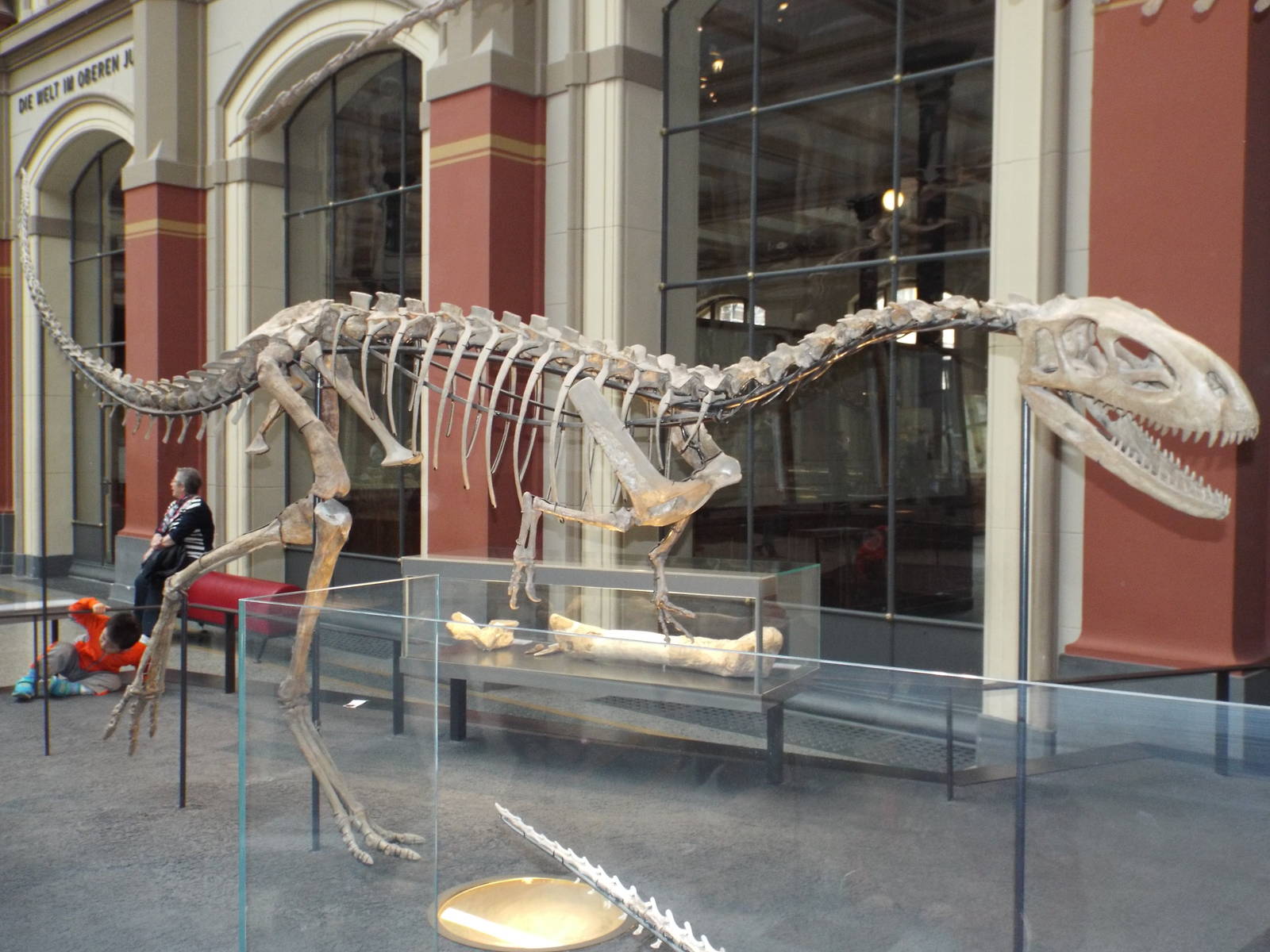 Elaphrosaurus bambergi at Museum f?r Naturkunde, Berlin - April 9th 2014