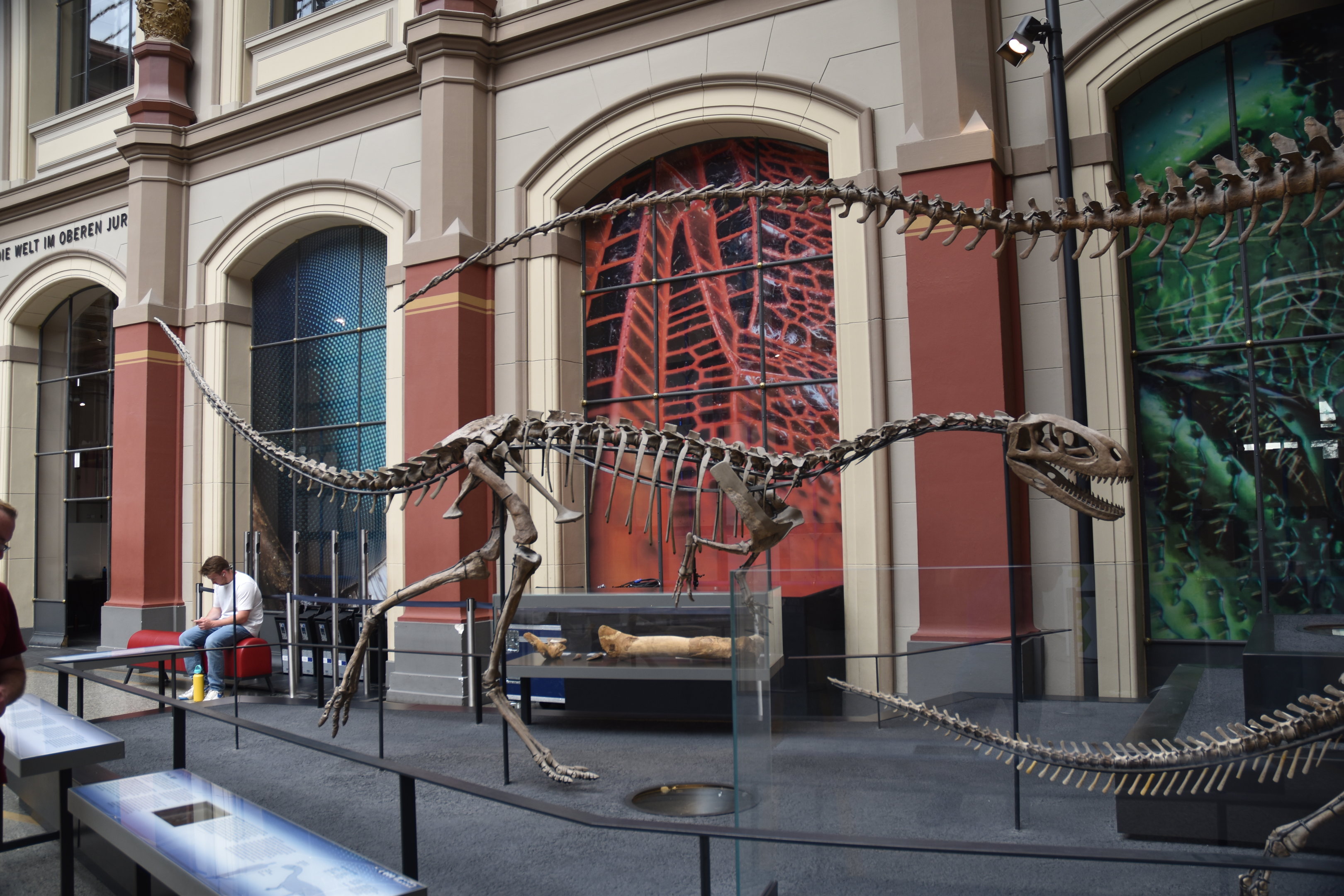 Elaphrosaurus Specimen, Museum für Naturkunde, Berlin, 7th June 2023