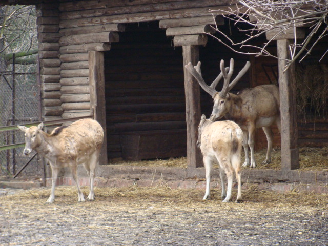 Elaphurus davidianus