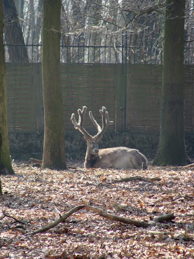 Elaphurus davidianus