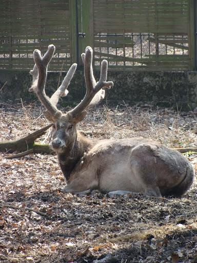 Elaphurus davidianus