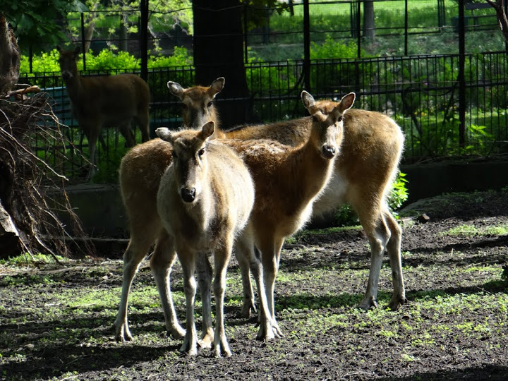 Elaphurus davidianus