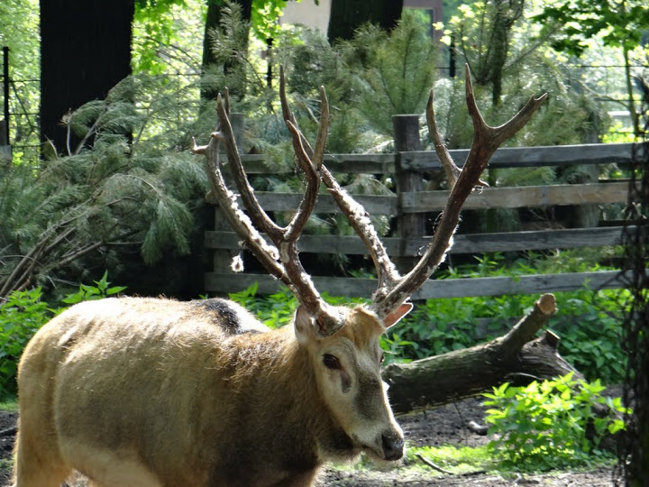 Elaphurus davidianus