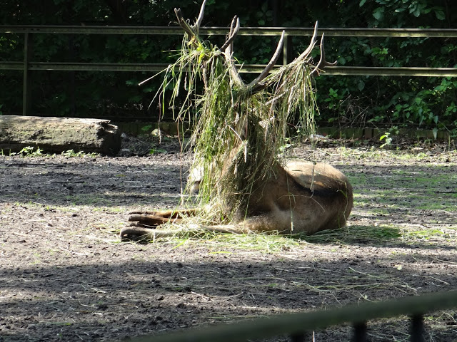 Elaphurus davidianus