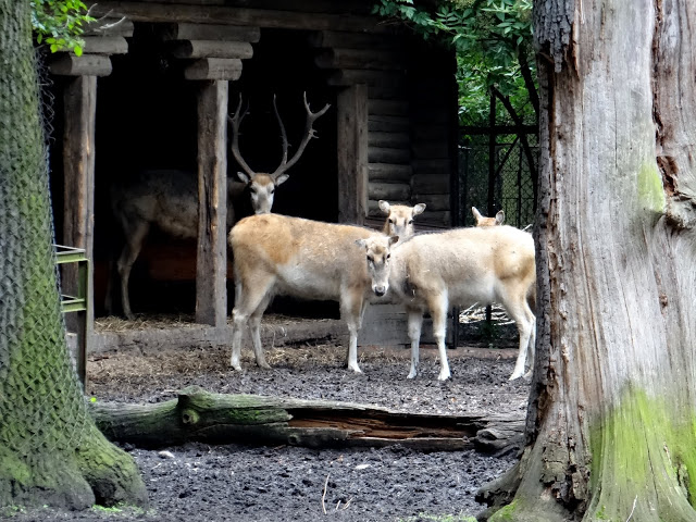 Elaphurus davidianus