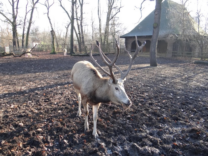 Elaphurus davidianus