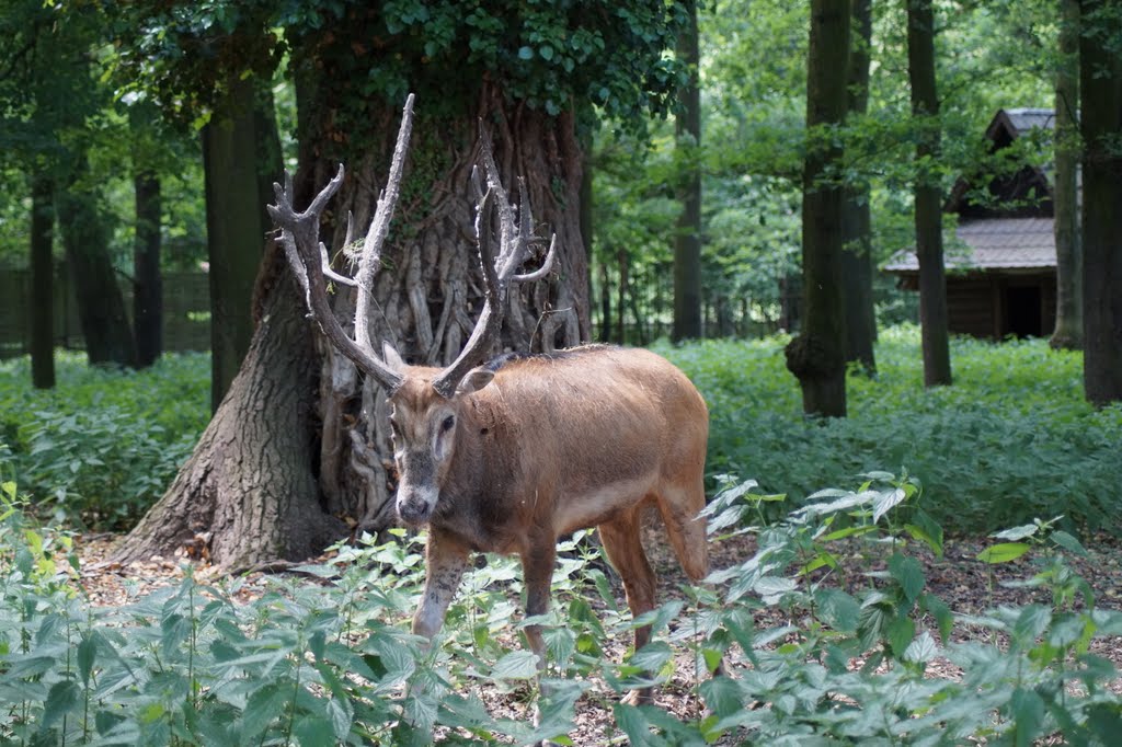 Elaphurus davidianus