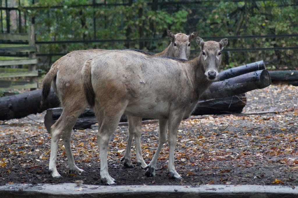 Elaphurus davidianus