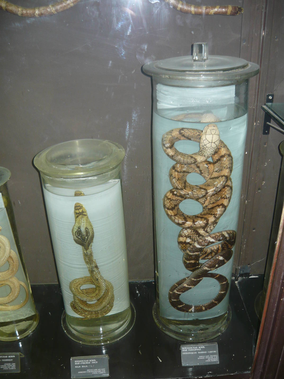 Elapidae wet specimens