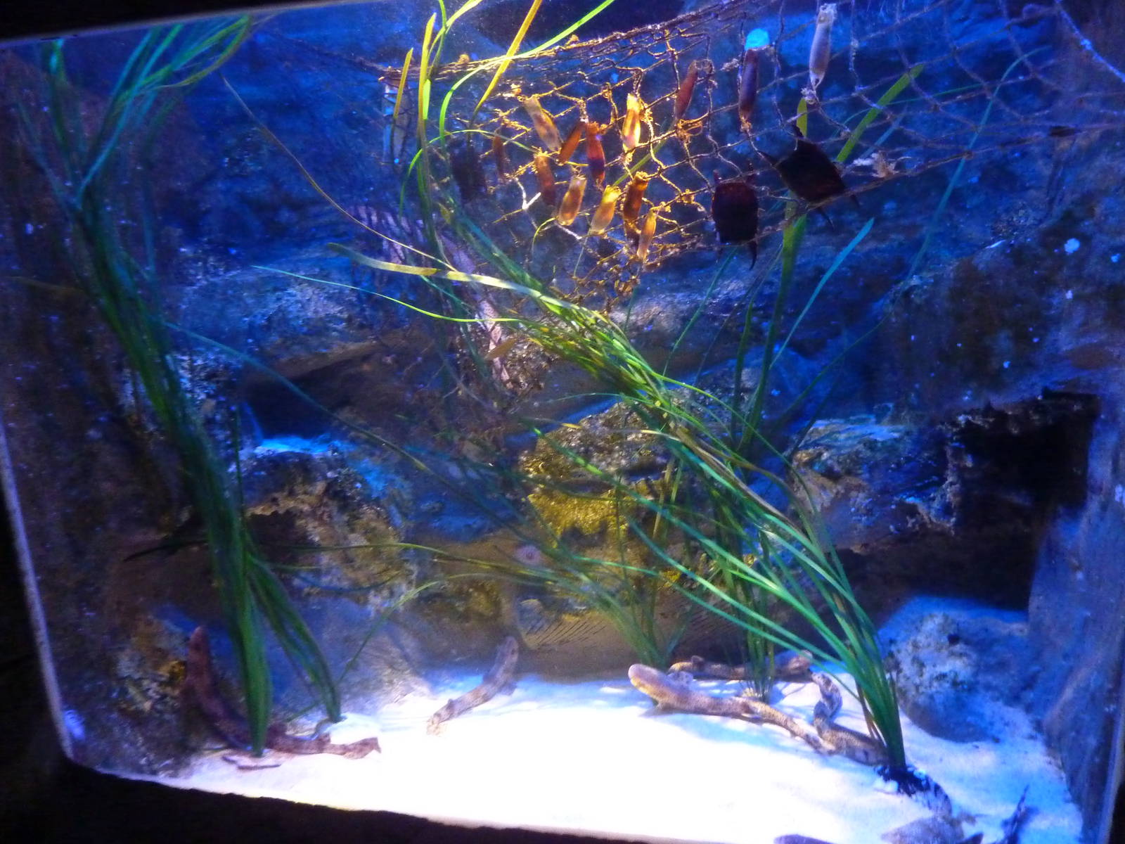 Elasmobranch nursery tank