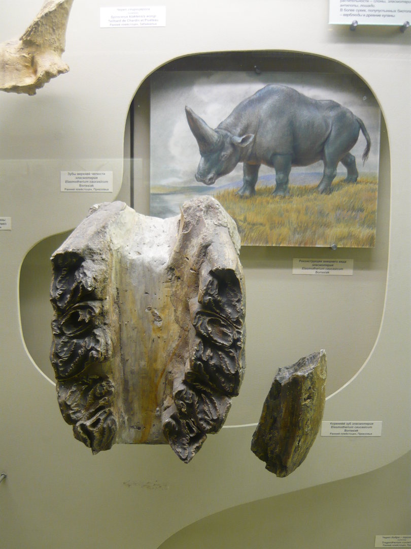 Elasmotherium caucasicum jaw bones and teeth