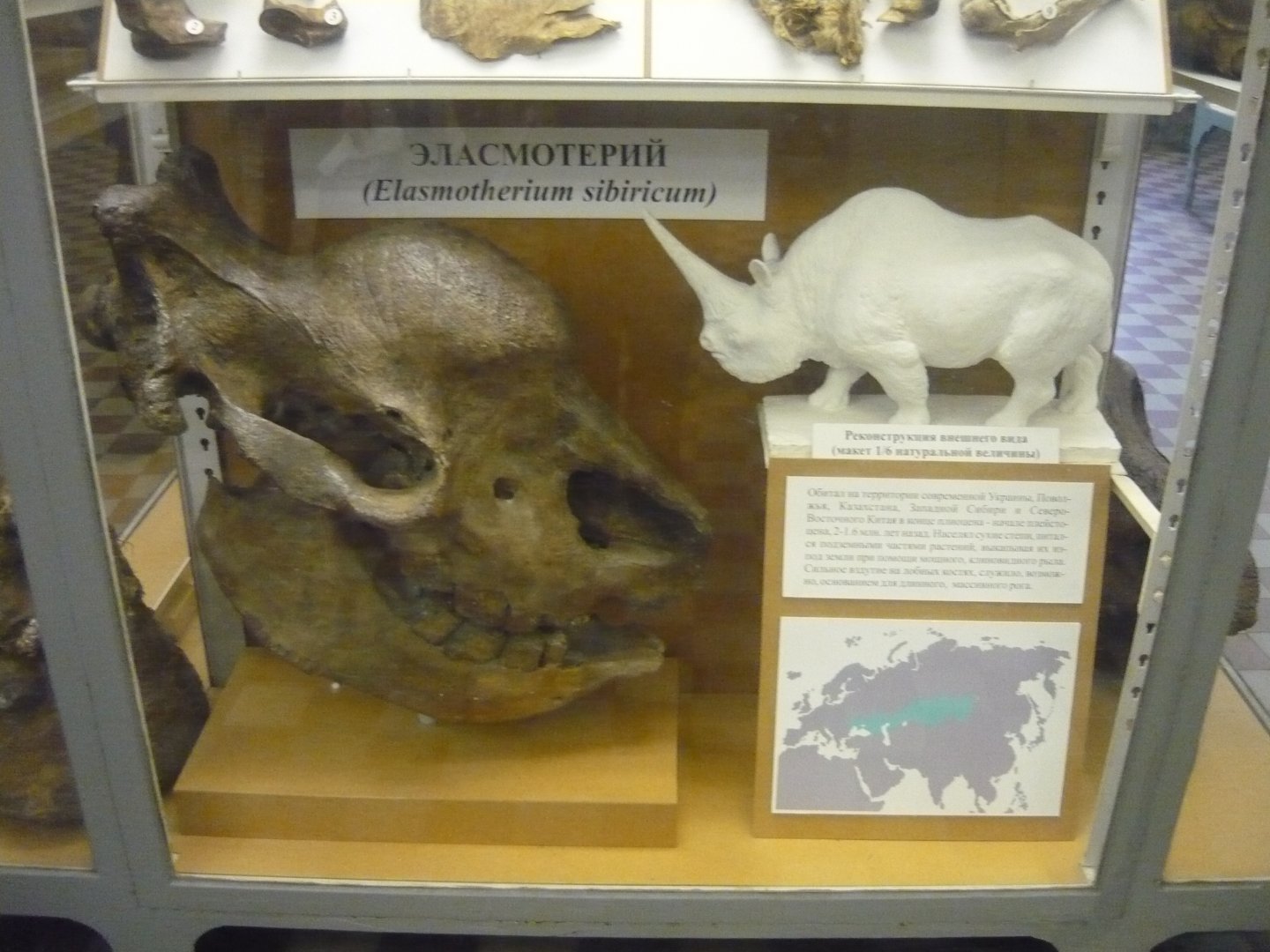 Elasmotherium skull and reconstruction