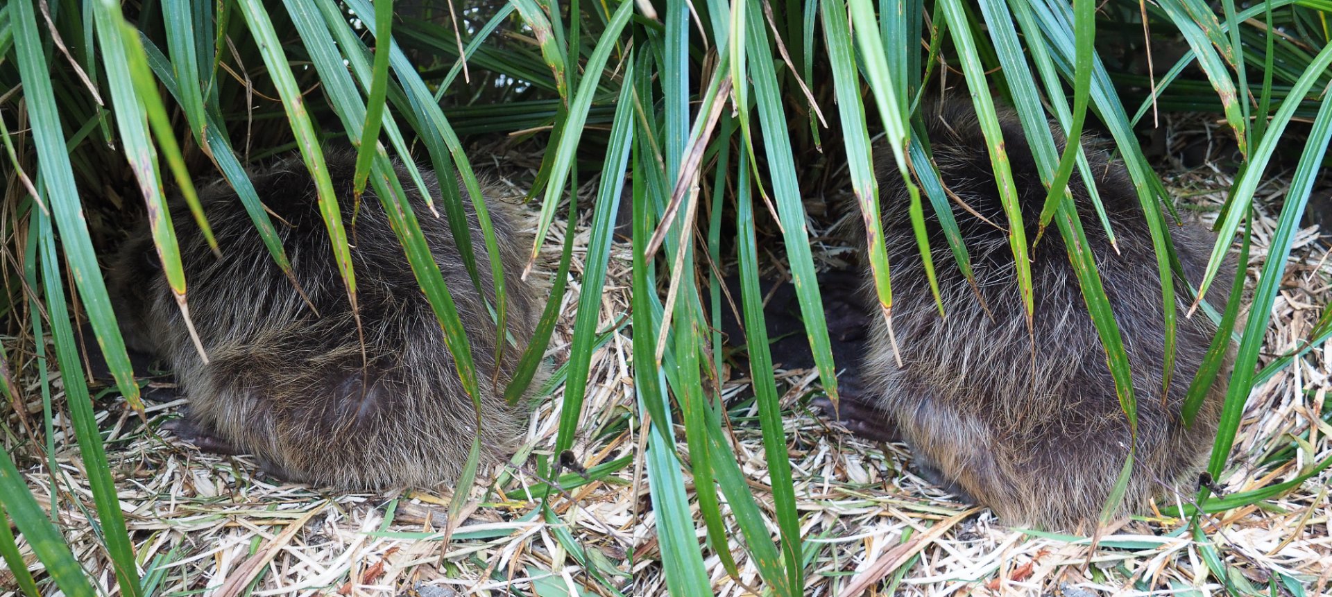 Elbe European beaver (Castor fiber albicus) Castor, 2020-09-16