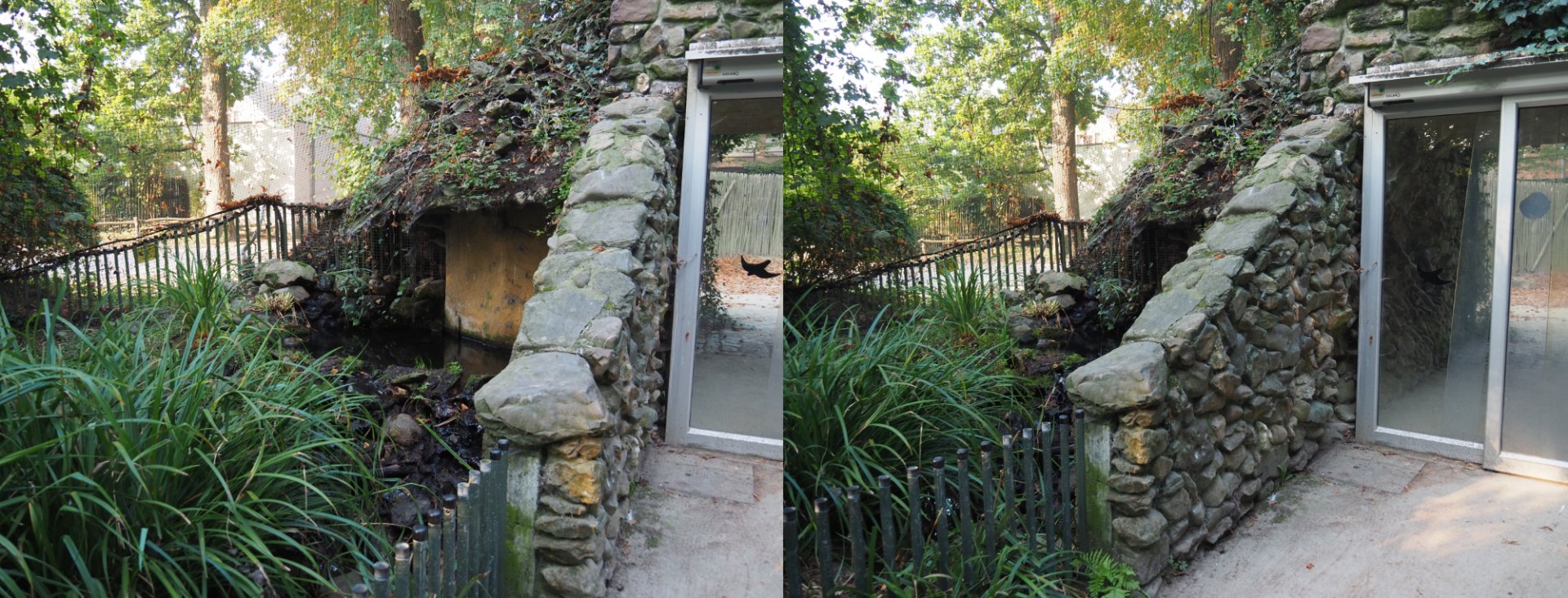 Elbe European beaver den building, 2020-09-16