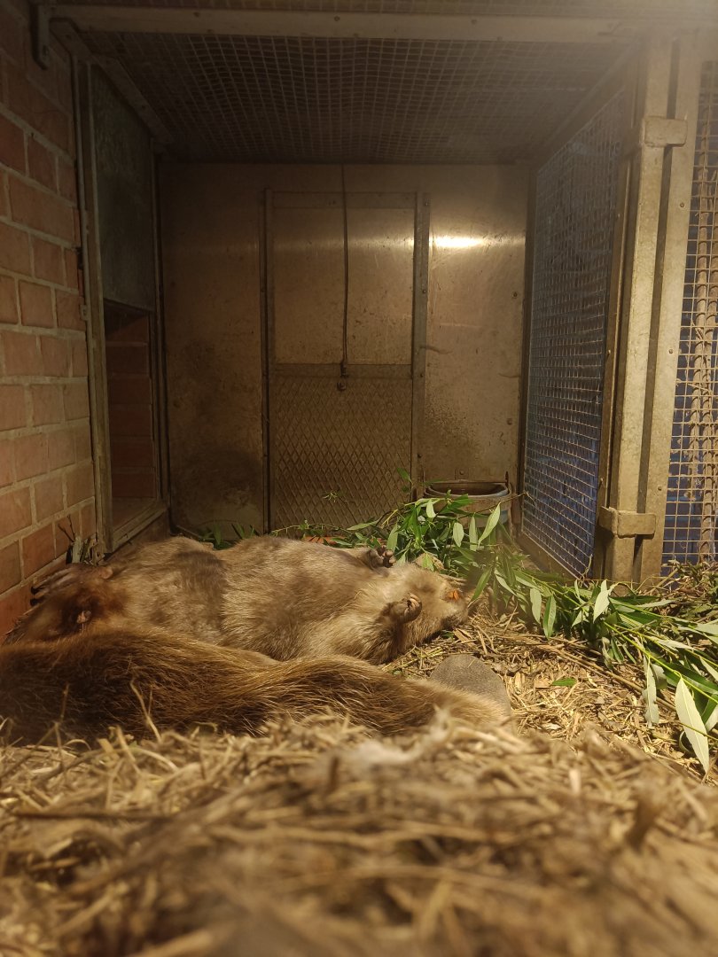 Elbe European Beaver