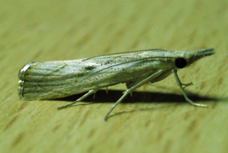 Elbow-striped Grass-veneer (Agriphila geniculea)