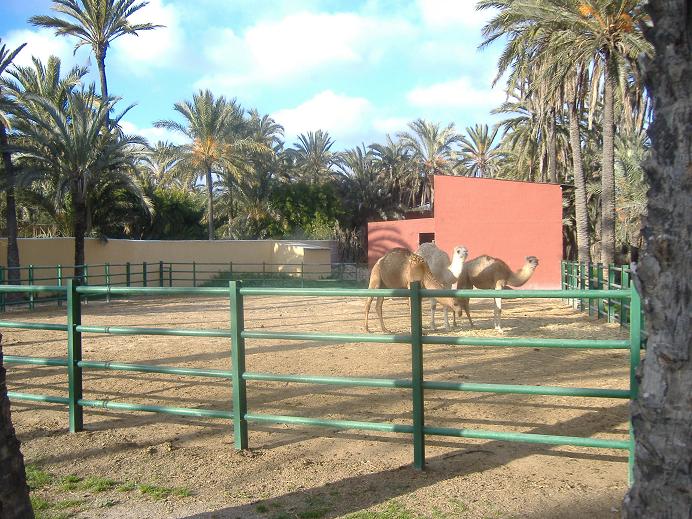Elche Safari Park camel paddock