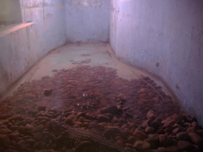 Elche Safari Park croc exhibit