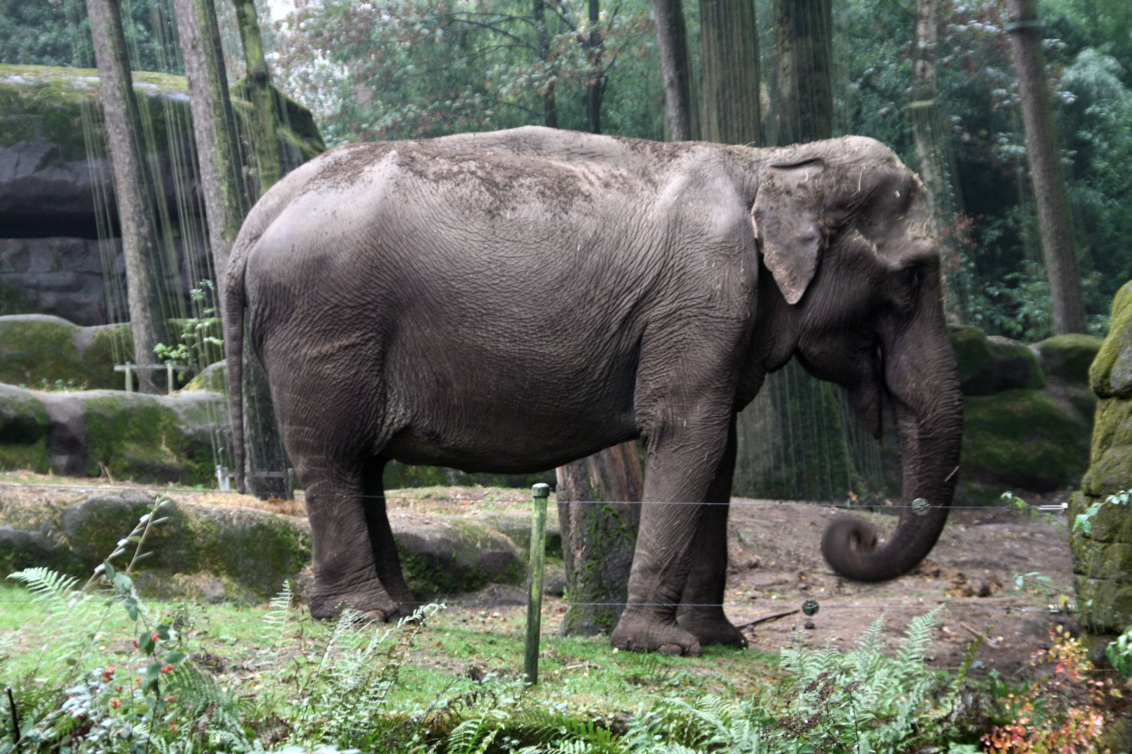 Elderly Asian elephant
