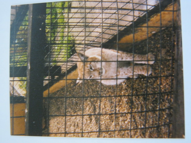 Elderly European Lynx Basildon Zoo April 1989.
