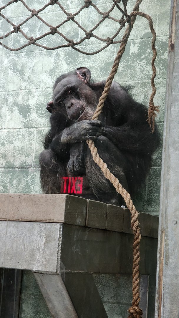 Elderly Female Chimpanzee