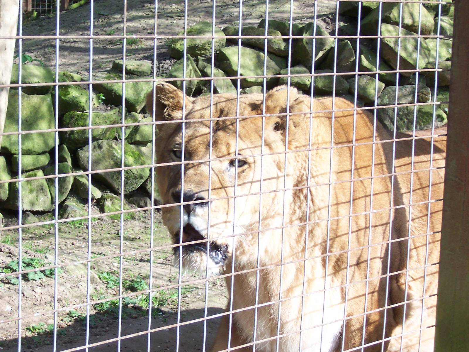 Elderly lion at Banham, 2005
