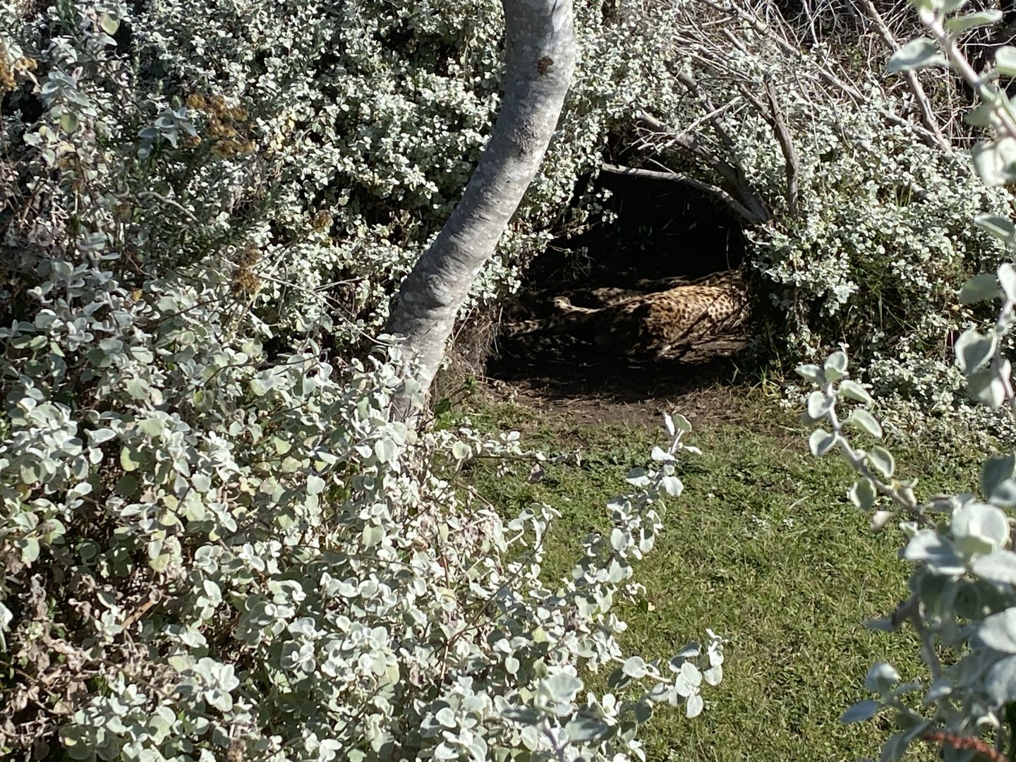 Elderly male cheetah