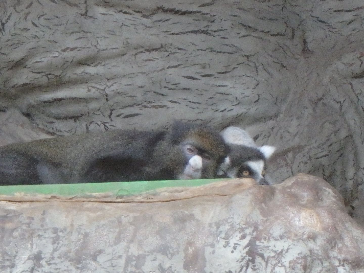 Elderly primates napping together