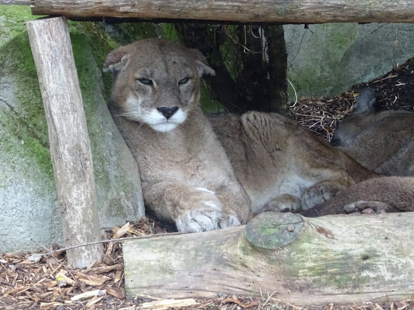 Elderly puma (Puma concolor)