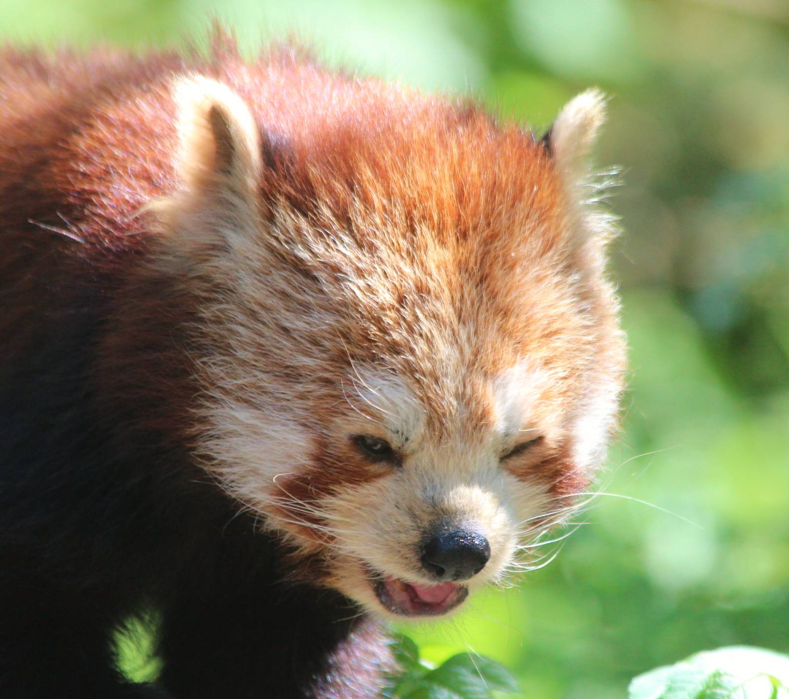 Elderly Red Panda