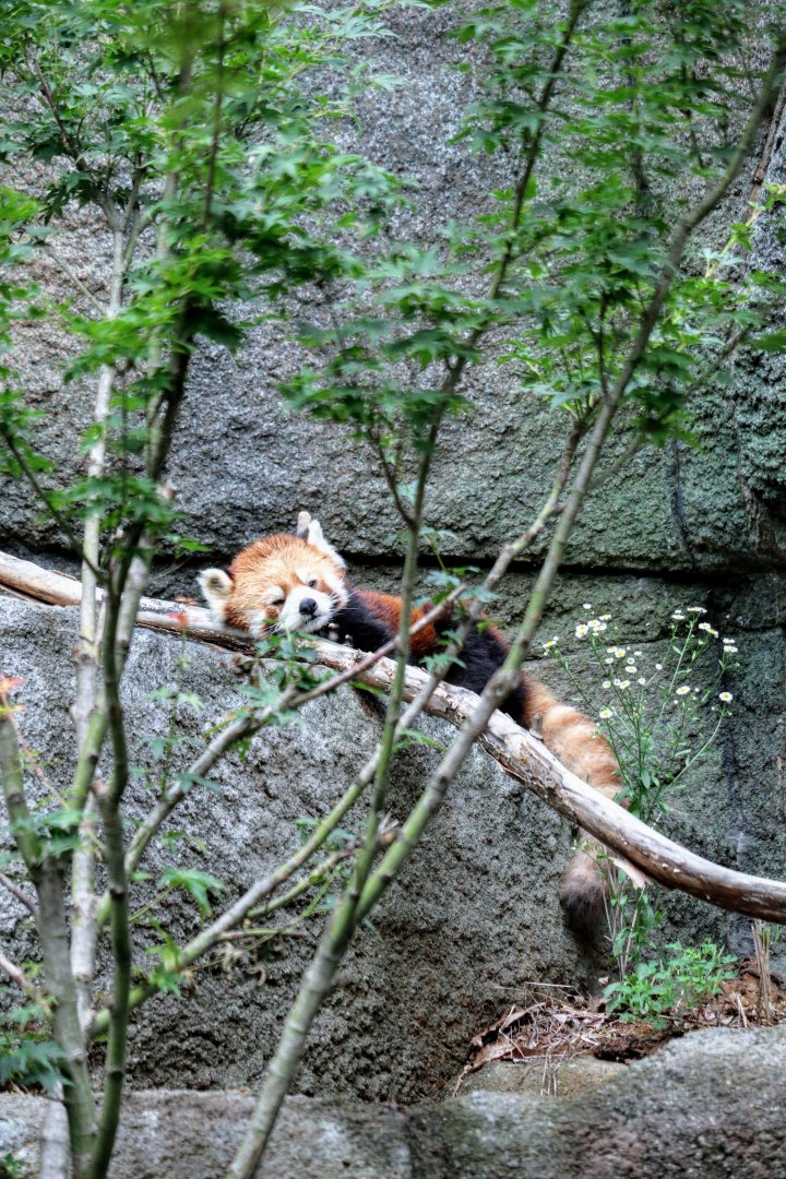 Elderly Red Panda