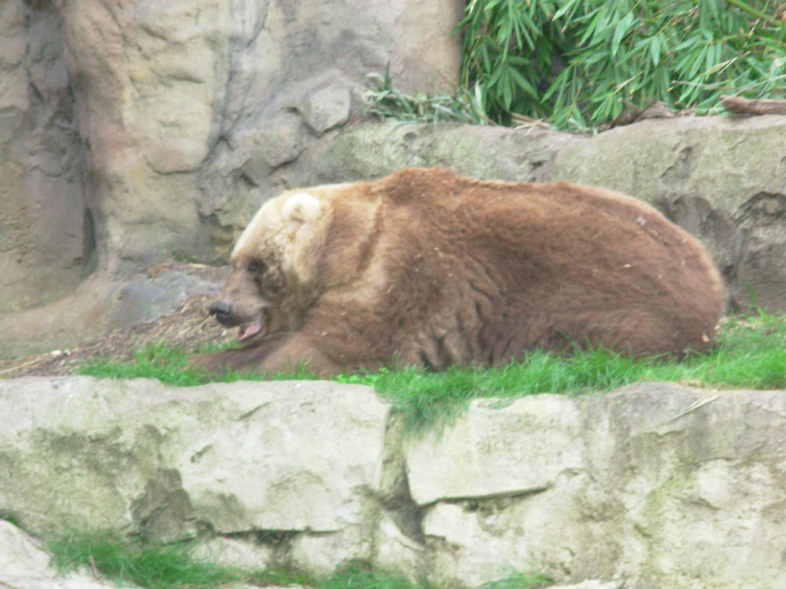 Elderly Syrian Brown Bear - Taronga Zoo