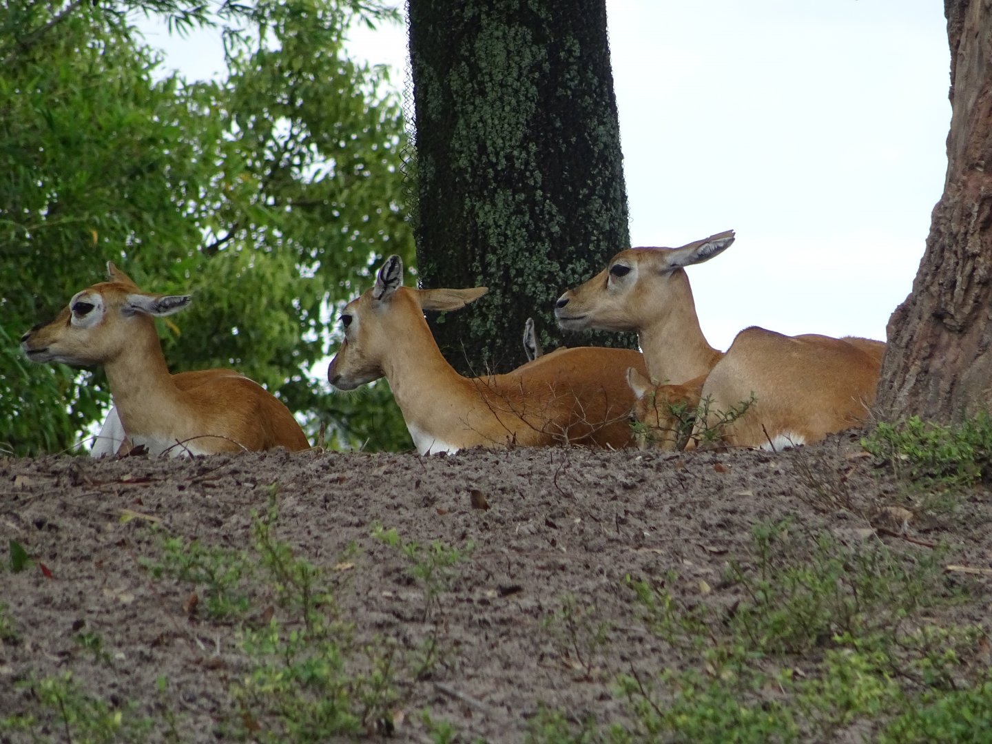 Eld's Deer at Disney's Animal Kingdom (2014)
